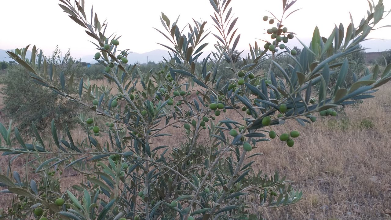 Semi-Arid, High-Elevation, Passive Irrigation Orchard